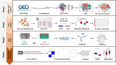 Impact of Hashimoto’s thyroiditis on the tumor microenvironment in papillary thyroid cancer: insights from single-cell analysis